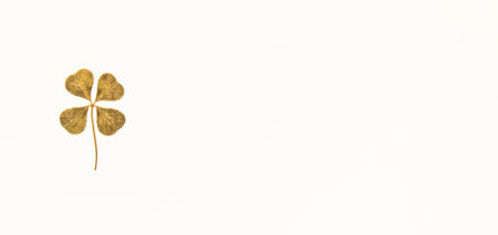 clover 4 leaves on a white background banner. High quality photo