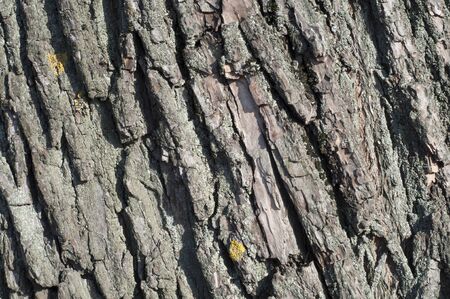 Background bark of an old tree. Texture bark of an old tree with lichen. Moss and lichen on bark of...