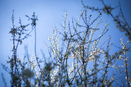 Blooming tree in springの写真素材