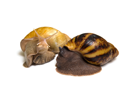Giant african snail achatina fulica and archachatina ovum isolatedの写真素材