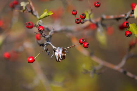 Golden wedding rings on the branch with berriesの写真素材