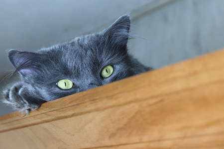 The gray, fluffy cat Nibelung lies on the closet. Copy space - cute pet concept, cosiness, beautiful postcard, cover.の写真素材
