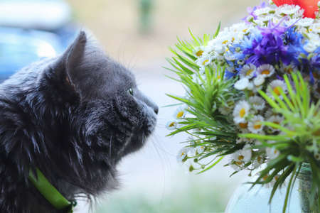 The gray fluffy long-haired cat Nebelung sniffs a multi-colored bouquet of flowers, enjoys the pleasant smell on the windowsill. Copy space - pet concept, spring, romance, postcard, advertisingの写真素材