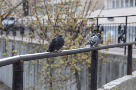 Pigeons sit on a metal railing. Copy space - concept of cold, cloudy weather, birds, nature, walks, parkの写真素材
