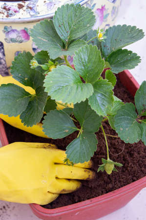 Strawberries in the process of planting in the ground with women's hands. Buried strawberry bushの写真素材