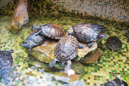 Turtles basking on a rock in the water, soaking up the sun in a peaceful sceneの写真素材