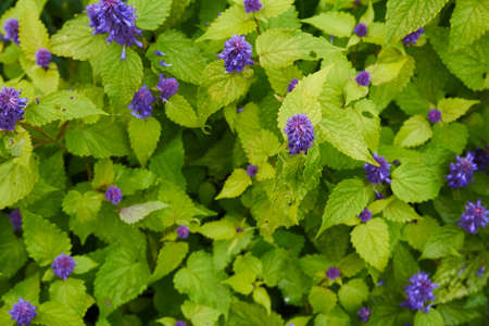 mountain flower mintの写真素材