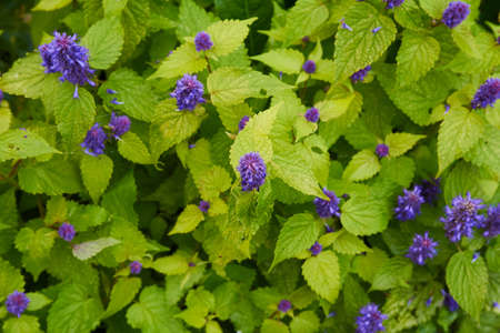 mountain flower mint