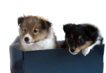 two little sheltie puppy in a gift box の写真素材