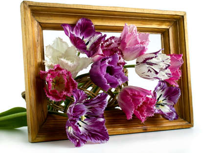 bouquet of tulips in a frame on a white backgroundの写真素材