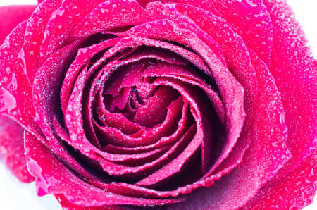 rose is with drops of dewの写真素材