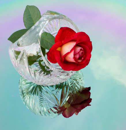 Red Rose reflected in the colored mirrorの写真素材