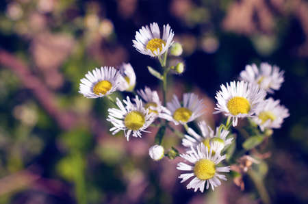 small daisyの写真素材
