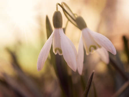 The first snowdrops appeared from under the snow
