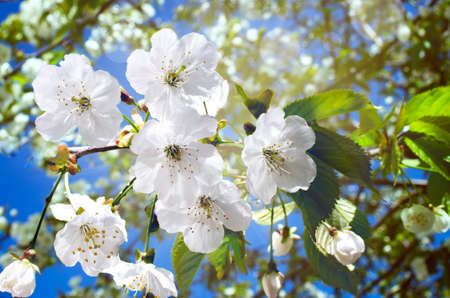 cherry blossoms