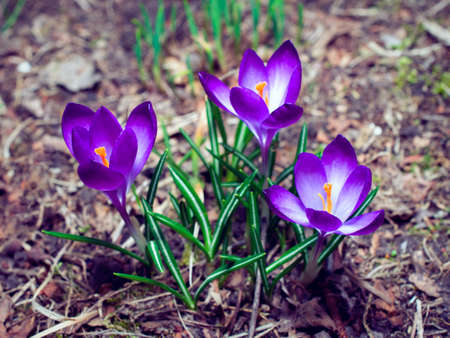 first crocus flowersの写真素材