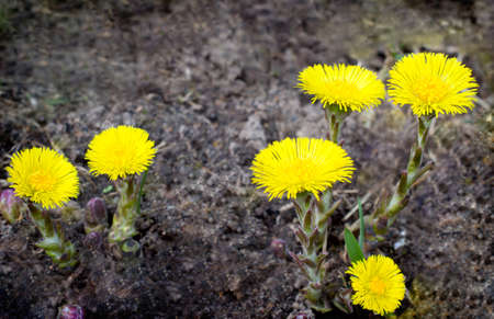 first flowers of coltsfoot