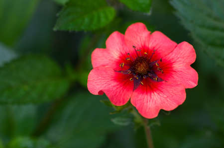 bright beautiful  red Potentilla growing in the gardenの写真素材