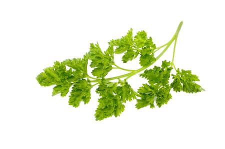 fresh green parsley の写真素材