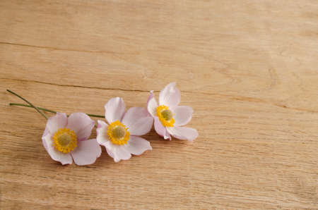 Anemone is  on oak tableの写真素材