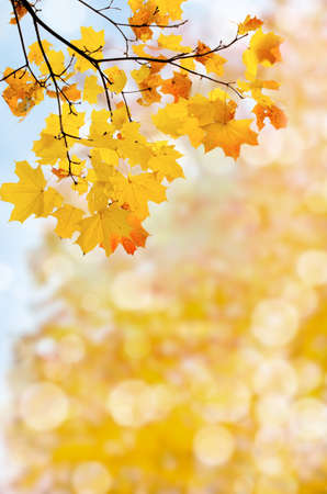 leaf fall abstract background