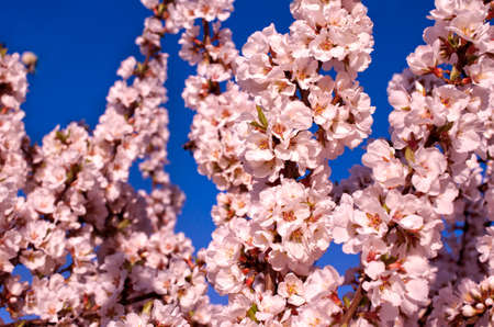 cherry blossoms