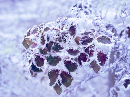 Tree branches covered with fluffy hoarfrost