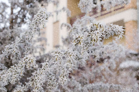 Tree branches covered with hoarfrost fluffy . Snow fallsの写真素材