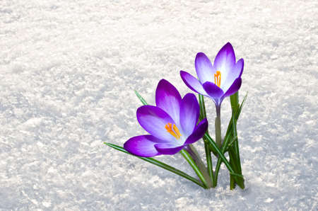 First blue crocus flowers, spring saffron in fluffy snow