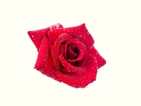 Rose with dew drops isolated on white backgroundの写真素材