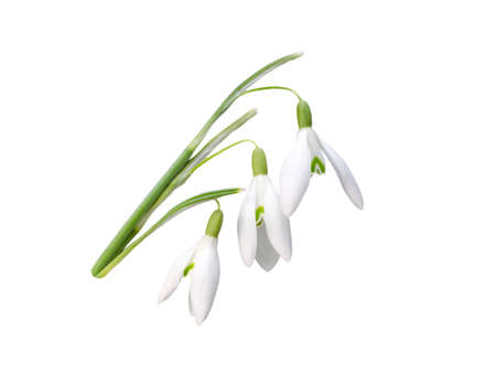 The first snowdrops Galanthusの写真素材