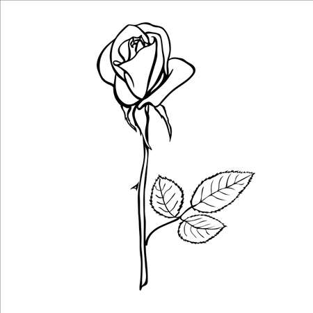 Rose sketch. Black outline on white background. Vector illustration.のイラスト素材