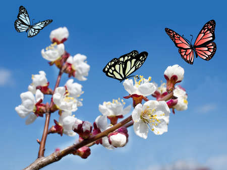 Pink cherry blossoms in garden outdoors close up.の写真素材