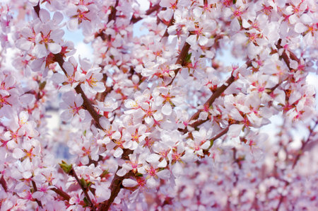Pink cherry blossoms in garden outdoors close up. Toning pink