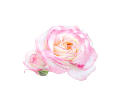 delicate beautiful  pink roseの写真素材
