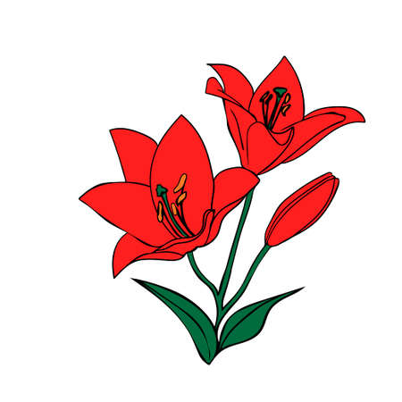 Lily sketch. Outline on white background. Vector illustration.のイラスト素材