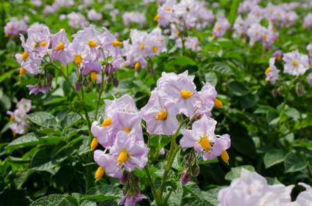 potato flowers in bright sunlight grow in  fieldの写真素材