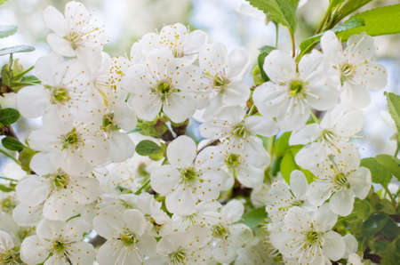 Cherry blossoms in garden outdoors close up.Selective focus.