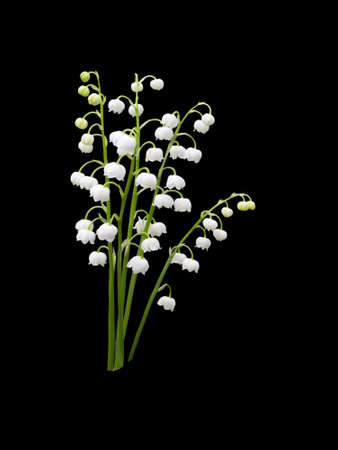 Lily of the valley - convallaria majalisの写真素材