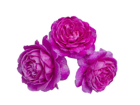 Pink roses isolated on  a white background.の写真素材