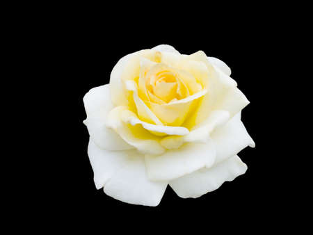 yellow rose isolated on  a black background.の写真素材
