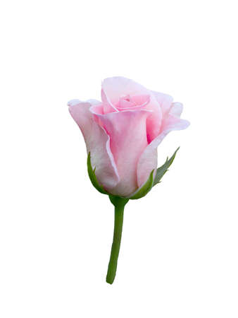 Pink rose isolated on  a white background.の写真素材