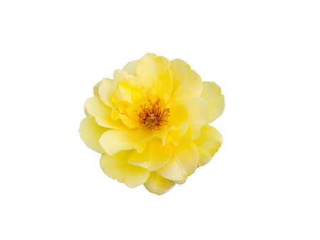 yellow rose isolated on  a white background.の写真素材