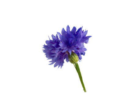 Dark Blue cornflower. Isolated over white background