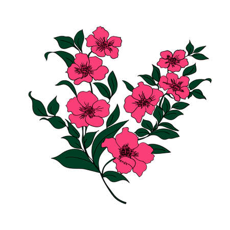 Rink twig sakura blossoms. Vector illustration. Black outline and Color Silhouette is on a white backgroundのイラスト素材