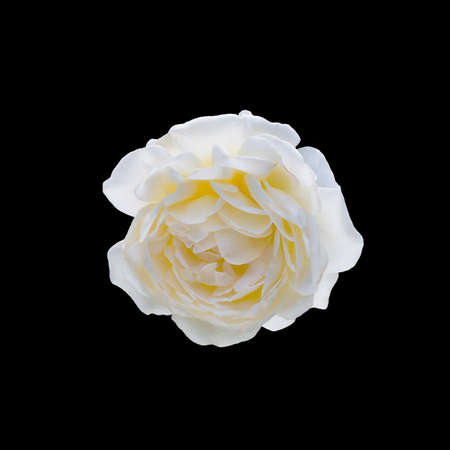 yellow rose isolated on  a black background.の写真素材