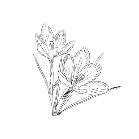 Hand drawn crocus flowers. Elegant vintage card. Vector illustration.のイラスト素材