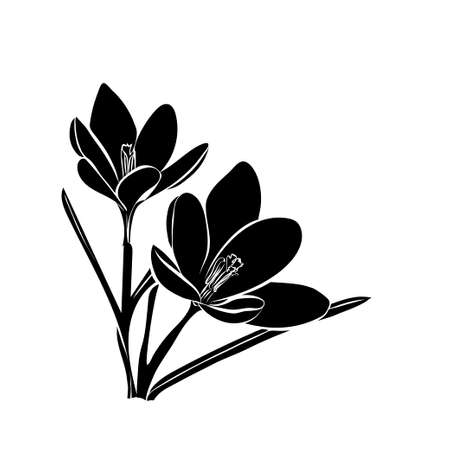 Hand drawn crocus flowers. Elegant vintage card. Vector illustration.のイラスト素材