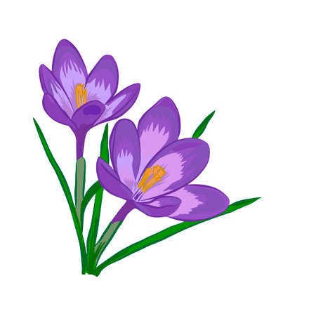 Hand drawn crocus flowers. Vector illustration.のイラスト素材