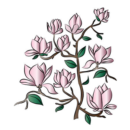 Flowering Branch of Magnolia on white background . Hand drawn vector illustration, sketch. Elements for design.のイラスト素材
